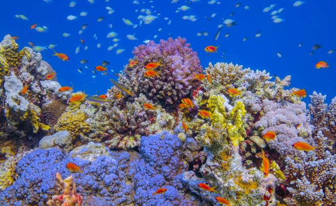 Коралов риф, дълъг около два километра, беше открит край островите Галапагос