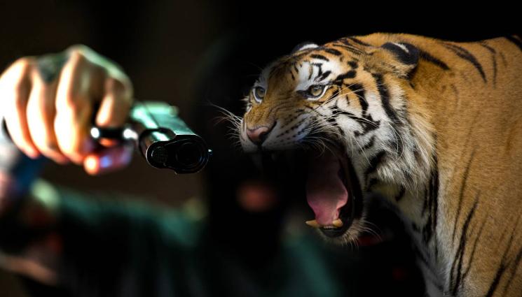 тигър - КАТО ФИЛМ НА УЖАСИТЕ: Синът на Ел Чапо хранел тигъра си с враговете на картела