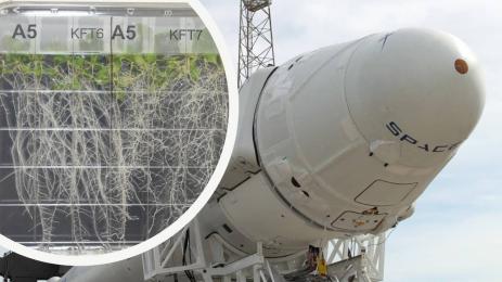 семена космос