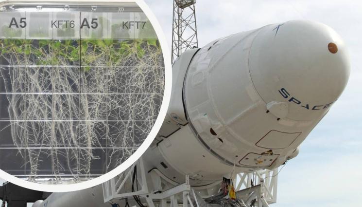 семена космос - СПЕЦИАЛНА РЕКОЛТА: Посяха семена в космоса