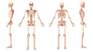 Много неща могат да се научат от човешките кости открити