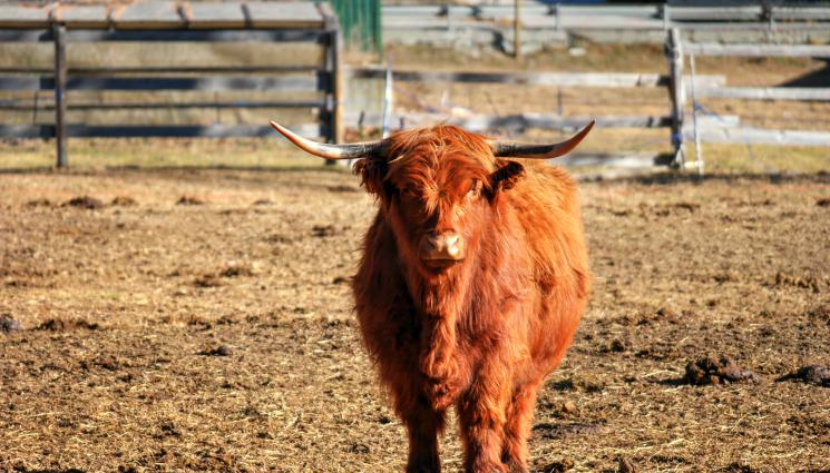 телец - МАГ ЗОДИАК: Венера прави Телеца благ инат