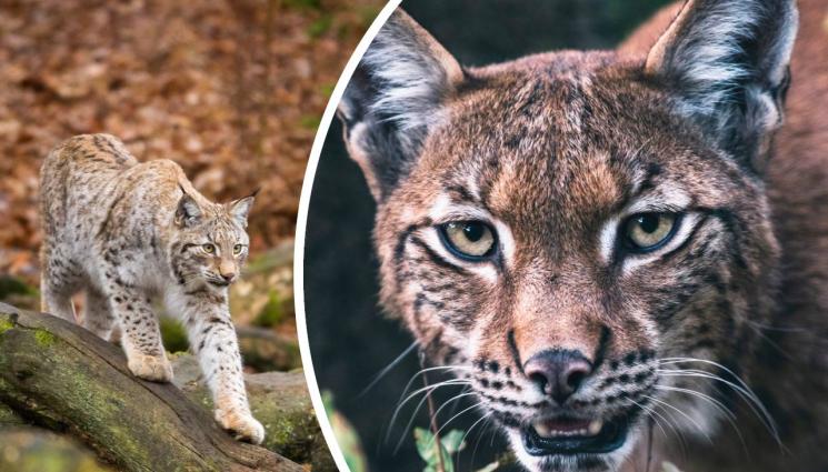 рис - ДА НЕ ПОВЯРВАШ НА ОЧИТЕ СИ: Рис се барикадира в кола, вдигна трима шерифи накрак (ВИДЕО)