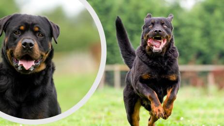 ротвайлер