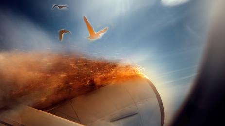 самолет пожар птица