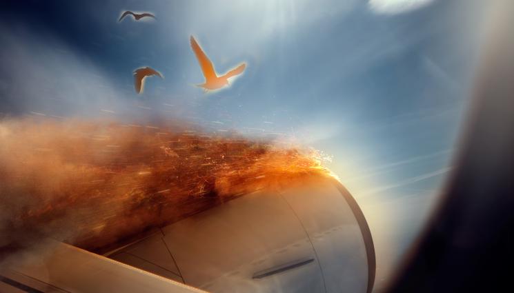 самолет пожар птица - Самолет падна на магистрала във Флорида, има загинали (ВИДЕО)