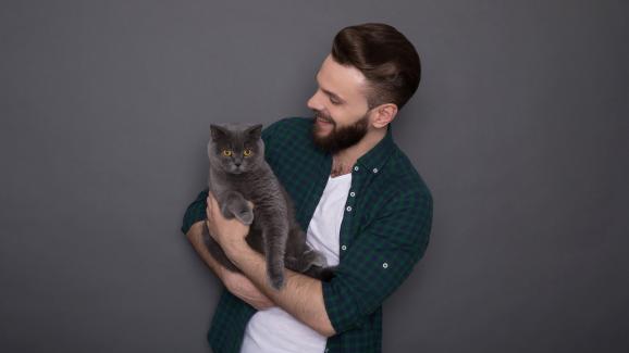 Разлика между породите Американска късокосместа и Британска късокосместа котка