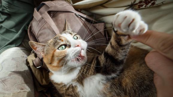5 причини защо котките хапят без видима причина