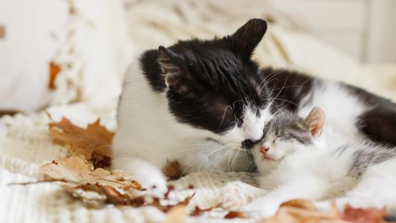 Защо котешката майка премества само едно коте от котилото