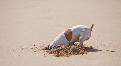 куче копае дупка