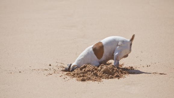 куче копае дупка