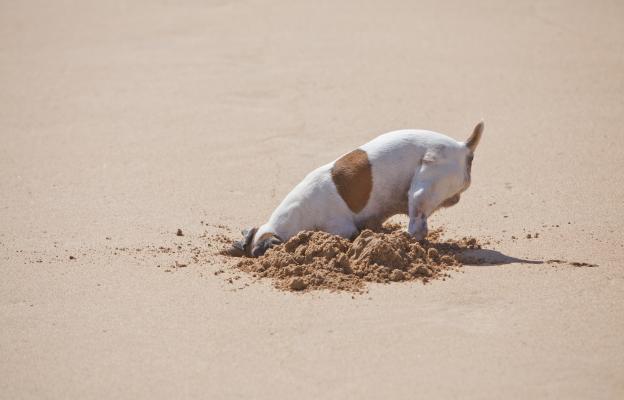 куче копае дупка