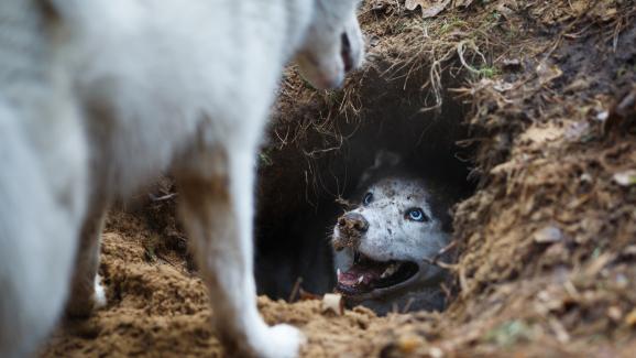 куче копае дупка