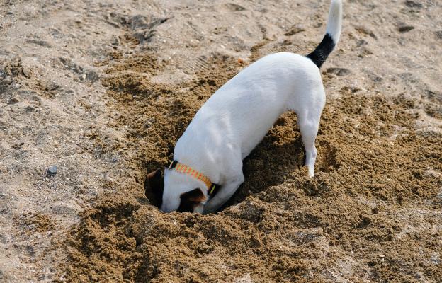 куче копае дупка