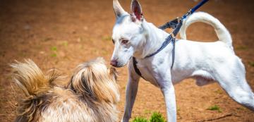 Как да спрем кучето си да се държи агресивно към други четириноги