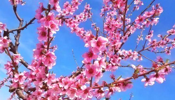 овошки - Агро Телеграф: Слани заплашват цъфналите овошки