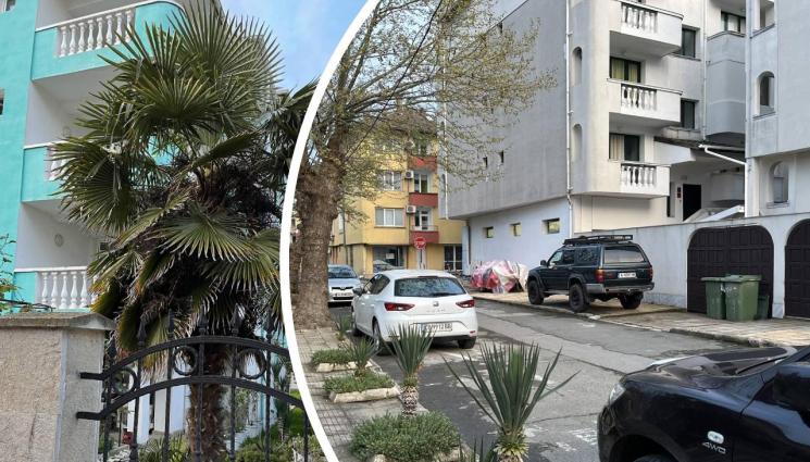 палми приморско - Агро Телеграф: Палми излизат от саксиите и превземат Приморско