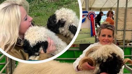 фермерка лекува с овце