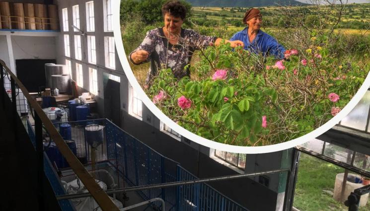 рози - Агро Телеграф: Розовият цвят може да не стигне