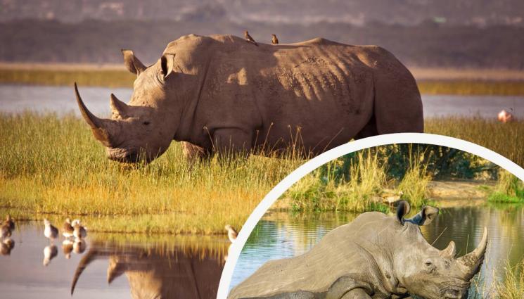 носорог - НЕ Е ЗА ИЗПУСКАНЕ: Продават на търг най-големия резерват за носорози в света