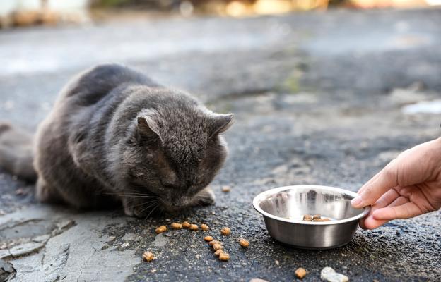 хранене на бездомна котка
