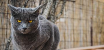 Каква е разликата между породите Шартрьо и Руска синя котка