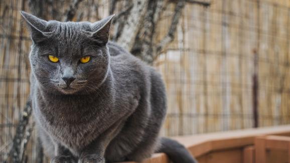 Каква е разликата между породите Шартрьо и Руска синя котка