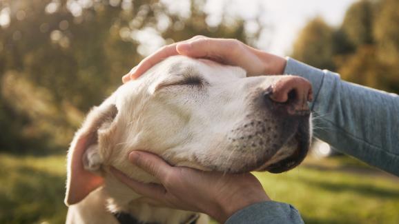 6 начина как кучето ви е обучило вас, вместо вие него