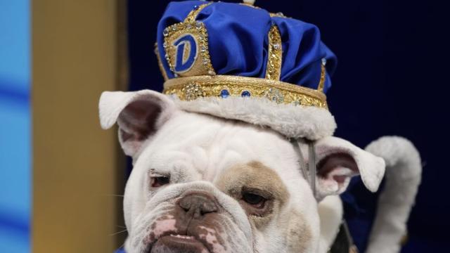 Панаир на суетата: Избраха Мис Булдог (ГАЛЕРИЯ)