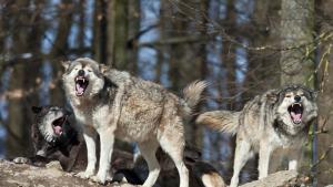 От увеличаващи се случаи на набези на вълци върху домашни