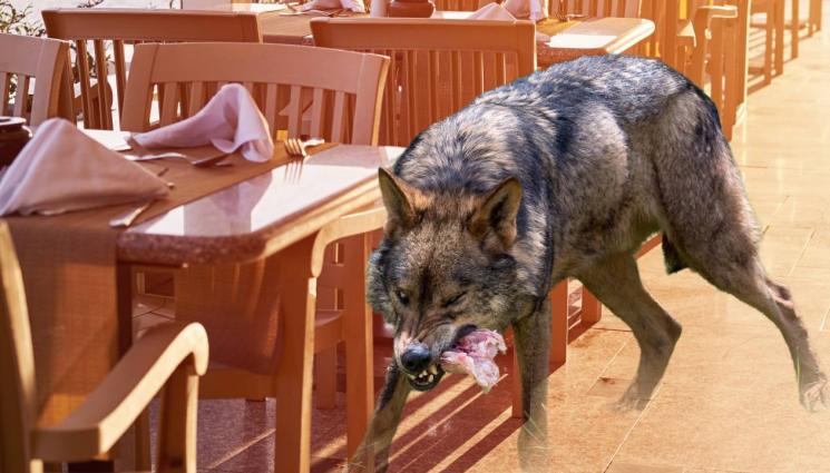 вълк - НА КОРЕМ: Вълци обърнаха родопско село на ресторант