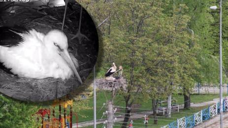 щъркелово гнездо