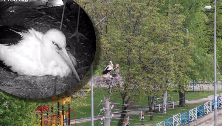 щъркелово гнездо - РЕКОРД: Най-известните щъркели у нас мътят пет яйца