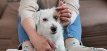 8 мита за здравето на кучетата, в които трябва да спрете да вярвате
