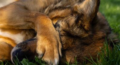 куче объркано