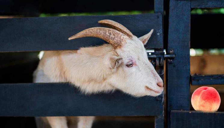 козел - ДЪРТ КОЗЕЛ МЛАДА ВЪРБА ЛЮЩЕШЕ: Презрял кмет откина млада прасковка (СНИМКИ)