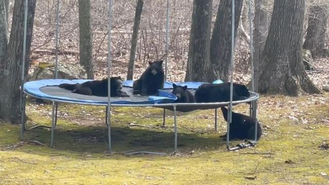 Подскачащи мечета: Семейство стръвници нахлу в двор, за да скача на батут (ВИДЕО)