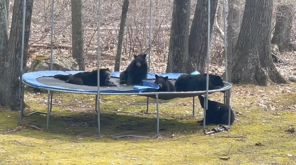 Подскачащи мечета: Семейство стръвници нахлу в двор, за да скача на батут (ВИДЕО)