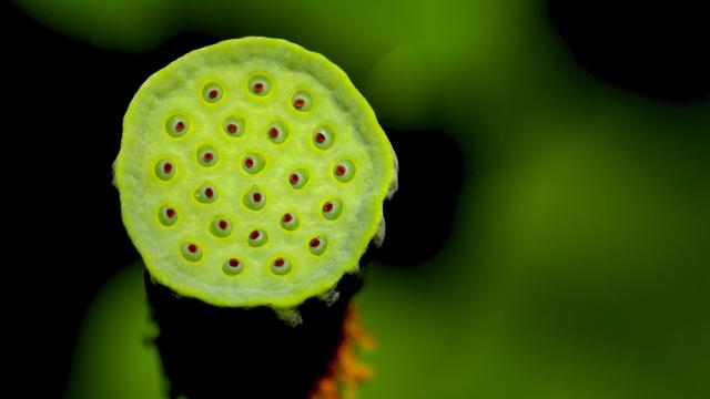 Смъртоносен пришълец опустошава венецуелските коралови рифове