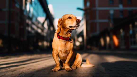Основни съвети и техники при дресурата на градски кучета