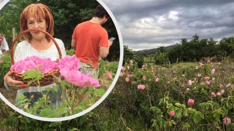 Розова долина