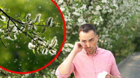 сенна хрема