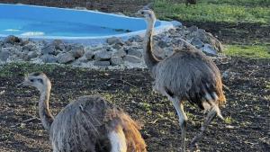 Нови обитатели щрауси нанду радват посетелите на Зоопарк Бургас