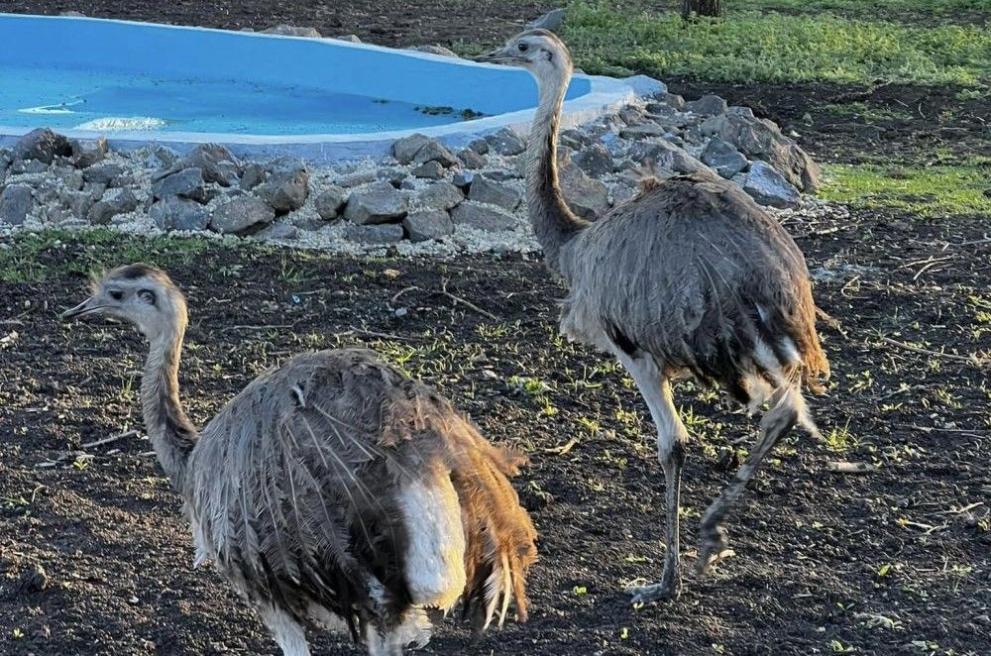 Нови обитатели - щрауси нанду радват посетелите на Зоопарк Бургас.