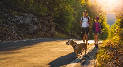 куче разходка