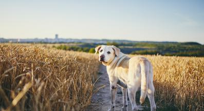 куче разходка