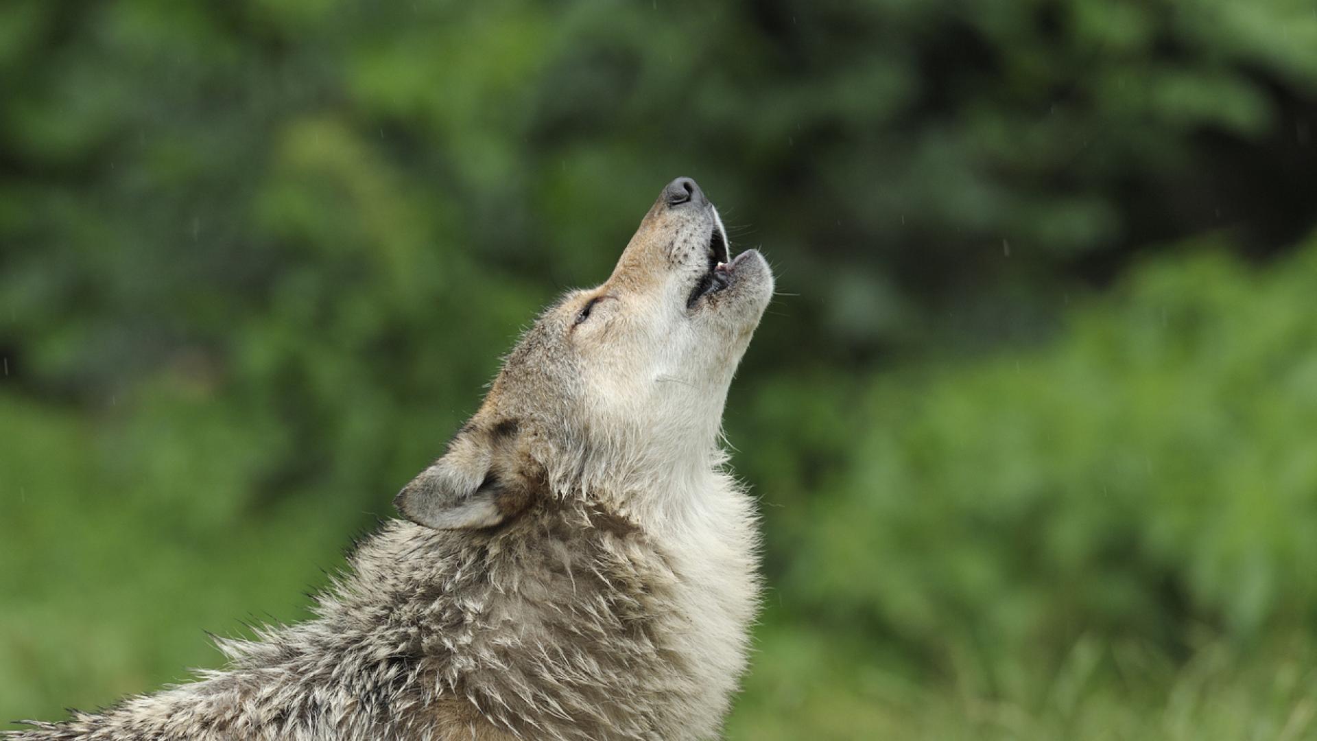 Photo: vesti.bg Wolf Attacks 4-Year-Old Girl in Tavern Near Thessaloniki