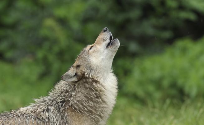 Нещо странно се случва с вълци заразени с паразит, променящ съзнанието