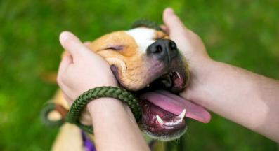 куче усмивка