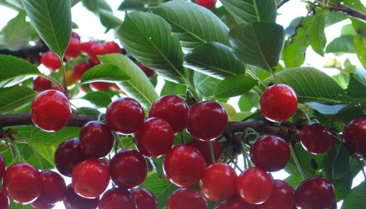 вишнап - Агро Телеграф: Нито череша, нито вишна, а вишнап